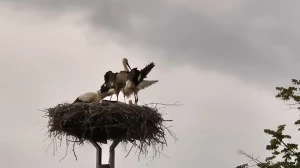 Dok nas kiša nije potjerala