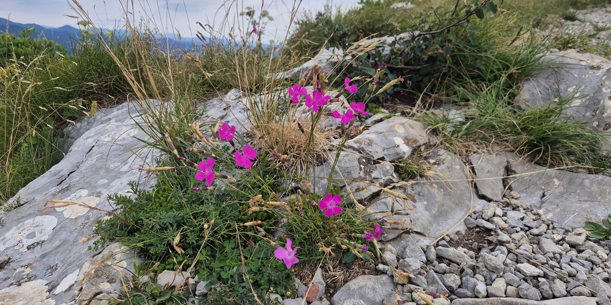 Parkiraj metlu, uzmi krunicu