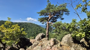 Parkiraj metlu, uzmi krunicu